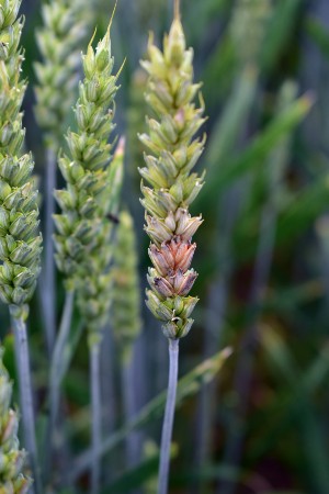 Fusarium sp