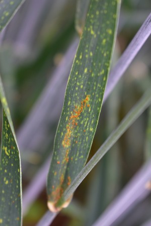 Puccinia reconditalisna rdja