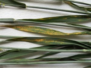 Useve pšenice zaštititi od patogena 1 Puccinia striiformis 300x225 1