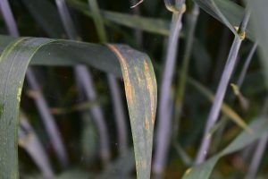 Puccinia striiformis zuta rdja 300x200 1
