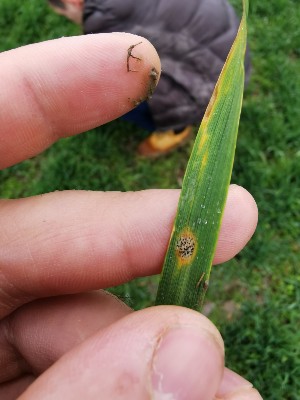 Septoria tritici Siva pegavost lista