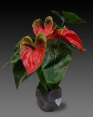 Anturijum, crvena tropska lepotica 6 anthurium 2