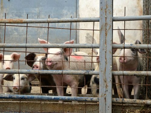 Farmia: Pala prosečna cena prasića 11 prasici u oboru