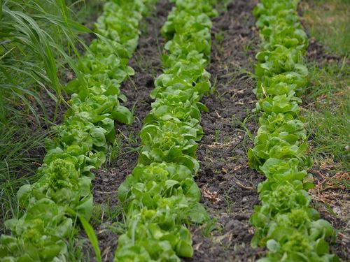 Salata - zimska proizvodnja (setva, rasad, rasađivanje) 6 salata u redovima plastenik