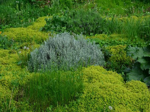 Mirisi i boje lekovitih i začinskih biljaka Poljosfera Mirisi i boje lekovitih i začinskih biljaka