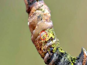Kruškina buva sve aktivnija sa porastom temperature vazduha 1 Jaja obične kruškine buve