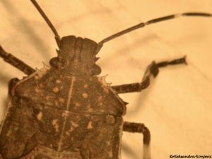 Braon mramorasta stenica je invazivna vrsta, opasna samo za biljke 2 Larva H. halys, detalji glave i protoraksa (foto A. Konjević)