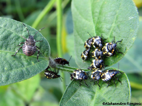 Braon mramorasta stenica je invazivna vrsta, opasna samo za biljke 3 Larva H. halys (levo) i larve Nezara viridula (desno) (foto: A. Konjević)