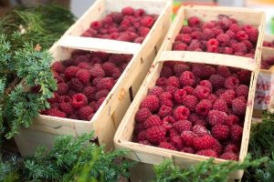 Proizvođači: Nećemo brati maline bez minimalne cene od 350 dinara po kilogramu 6 zastita maline posle berbe 300x200 1
